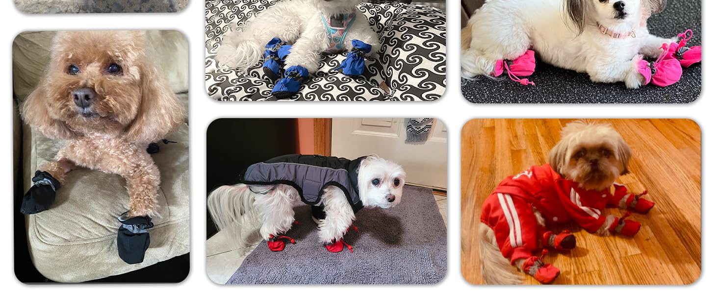 dog boots