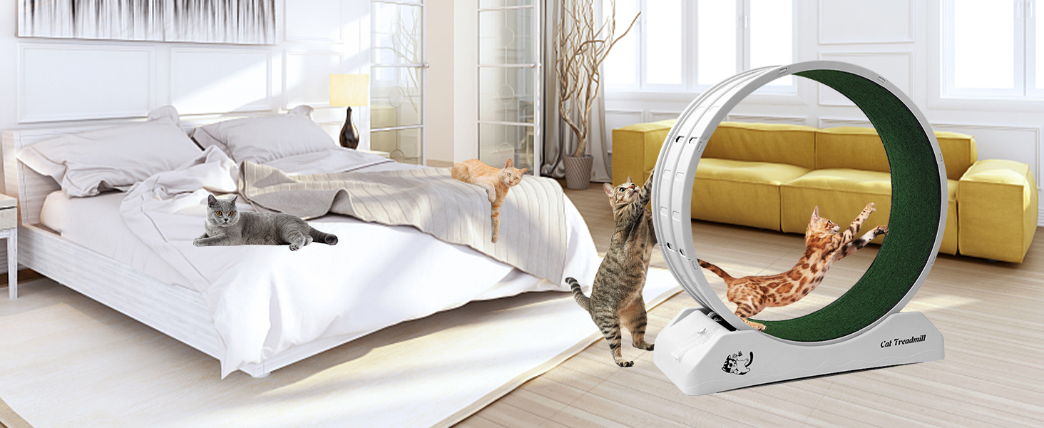 cat running wheel