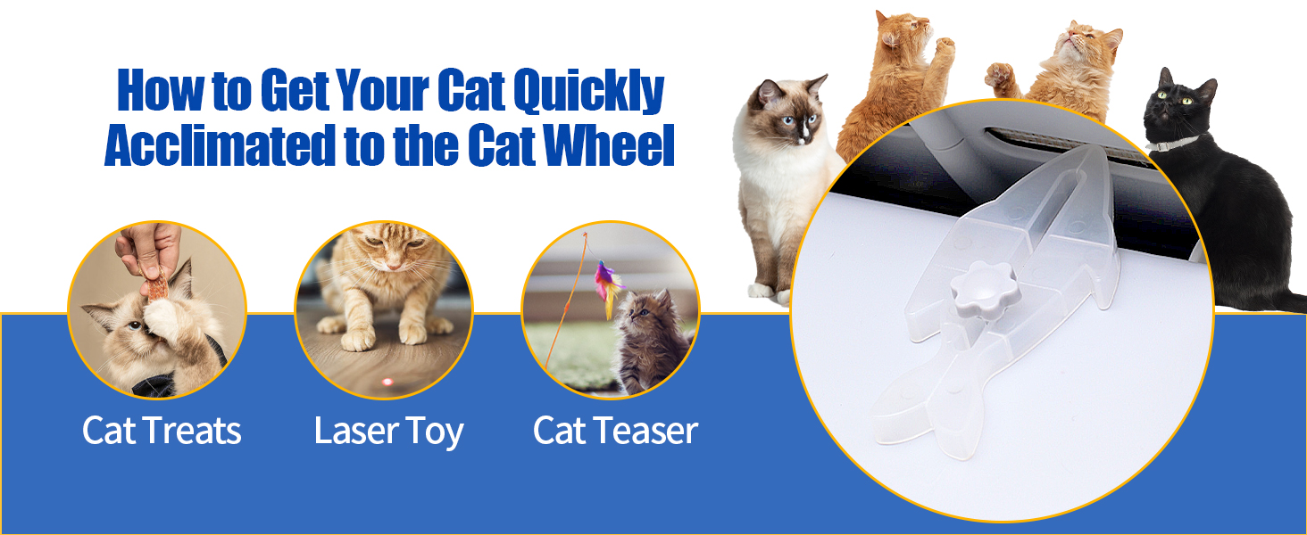 cat wheel exerciser