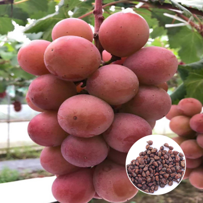 【Amerikanischer Importwein🍷】🍇Königin Nina Trauben🍇