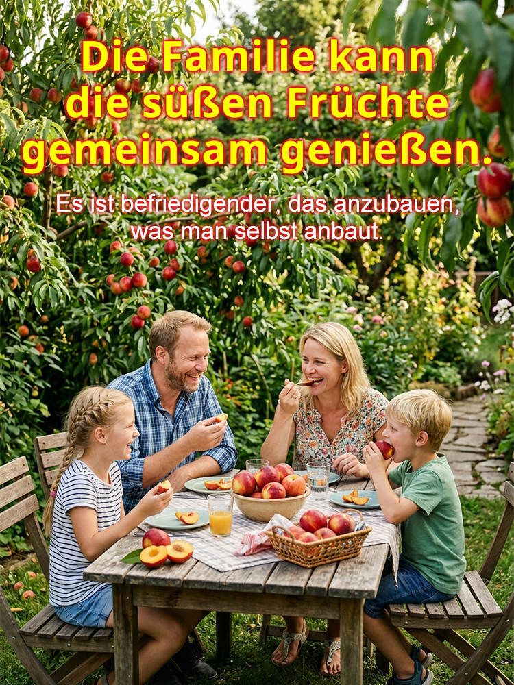 【Geisenheimer Elite-Züchtung】Riesen-Nektarinenbaum | Ernte noch in diesem Juli | Winterhart bis -35°C ✨Gratis Versand DE ✨