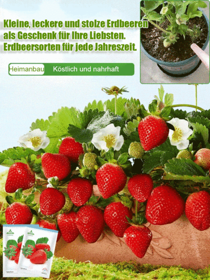【🌟Cremige Erdbeersamen, die von der Deutschen Akademie der Landwirtschaftswissenschaften über einen Zeitraum von 8 Jahren entwickelt wurden🌟】🍓5 Tüten für nur 38 Euro, um die Obstrevolution zu Hause zu starten!🍓
