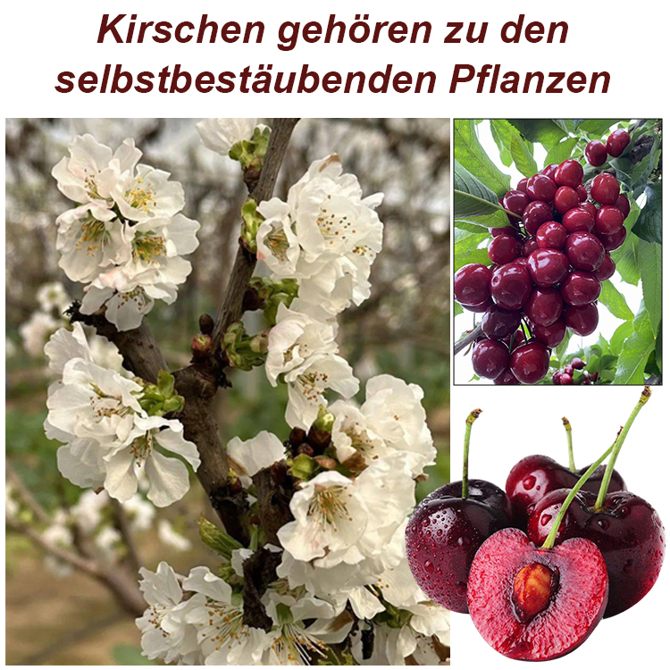 [TU München Entwicklung] Selbstbefruchtende Riesen-Kirsche: Tischtennisball-groß, honigsüß & erntebereit in 4 Monaten 🍒🎓