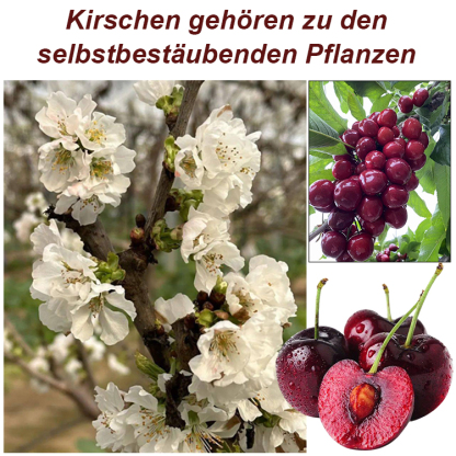 [TU München Entwicklung] Selbstbefruchtende Riesen-Kirsche: Tischtennisball-groß, honigsüß & erntebereit in 4 Monaten 🍒🎓