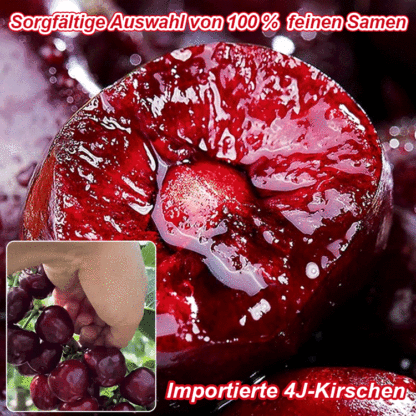 [TU München Entwicklung] Selbstbefruchtende Riesen-Kirsche: Tischtennisball-groß, honigsüß & erntebereit in 4 Monaten 🍒🎓