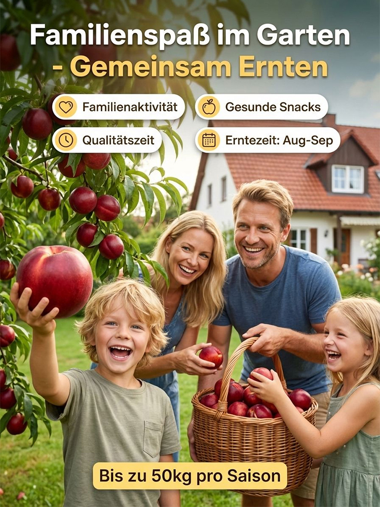 【Geisenheimer Elite-Züchtung】Riesen-Nektarinenbaum | Ernte noch in diesem Juli | Winterhart bis -35°C ✨Gratis Versand DE ✨