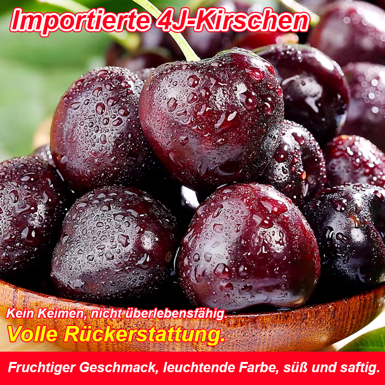 [TU München Entwicklung] Selbstbefruchtende Riesen-Kirsche: Tischtennisball-groß, honigsüß & erntebereit in 4 Monaten 🍒🎓