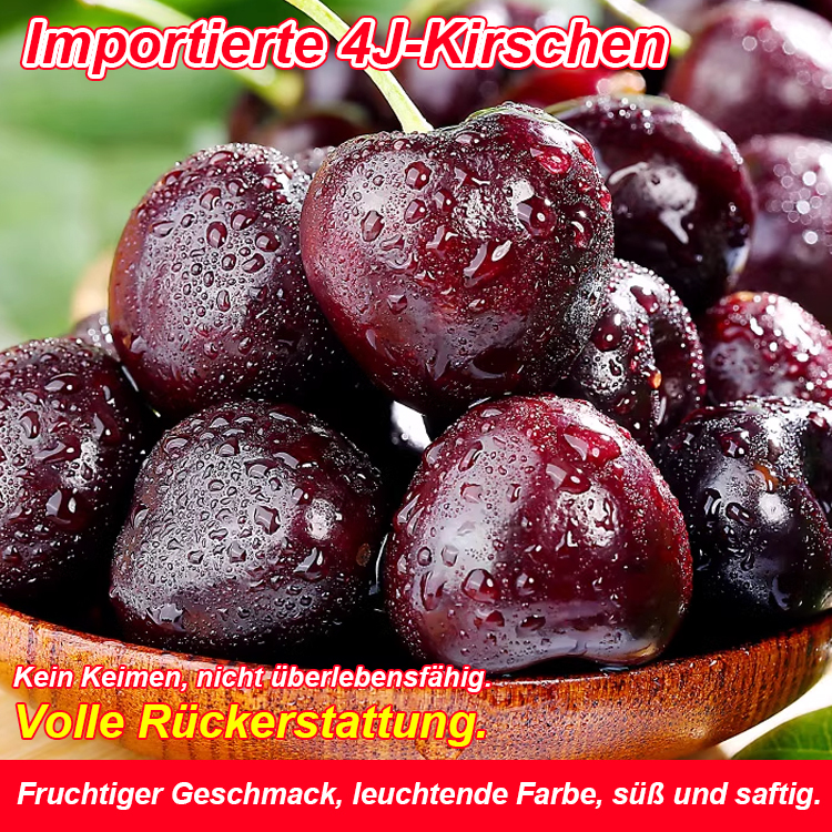 [TU München Entwicklung] Selbstbefruchtende Riesen-Kirsche: Tischtennisball-groß, honigsüß & erntebereit in 4 Monaten 🍒🎓