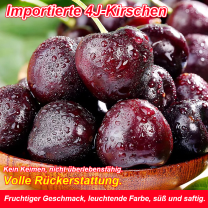 [TU München Entwicklung] Selbstbefruchtende Riesen-Kirsche: Tischtennisball-groß, honigsüß & erntebereit in 4 Monaten 🍒🎓
