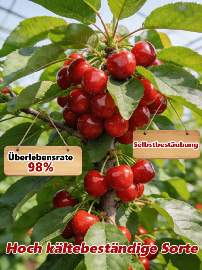【100% Anwachsgarantie】4J XXL Zwergkirsche | Ernte im 1. Jahr | Ideal für Haus & Garten | -20°C Winterhart | 1 Kaufen + 1 GRATIS 🍒