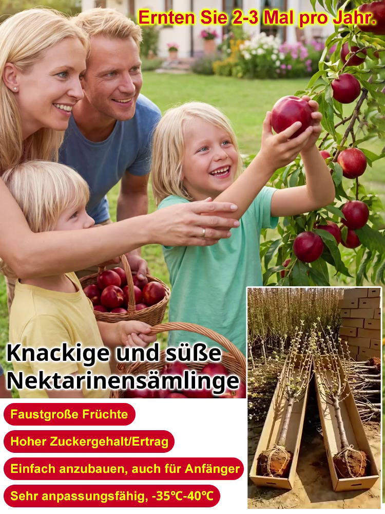 【Geisenheimer Elite-Züchtung】Riesen-Nektarinenbaum | Ernte noch in diesem Juli | Winterhart bis -35°C ✨Gratis Versand DE ✨