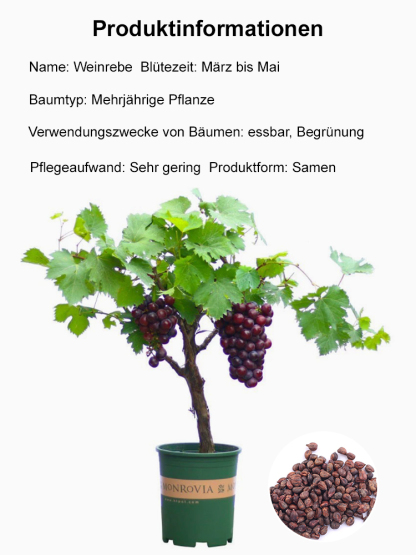 【Amerikanischer Importwein🍷】🍇Königin Nina Trauben🍇