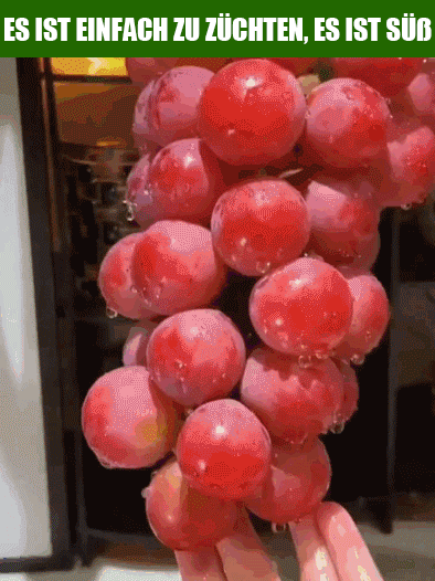 【Amerikanischer Importwein🍷】🍇Königin Nina Trauben🍇