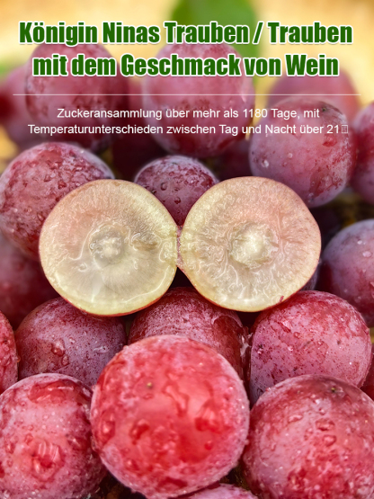 【Trägt dreimal im Jahr Früchte】 Queen Nina-Traube 🍇 Europäische und amerikanische Hybride. Jetzt pflanzen und im Juni ernten!