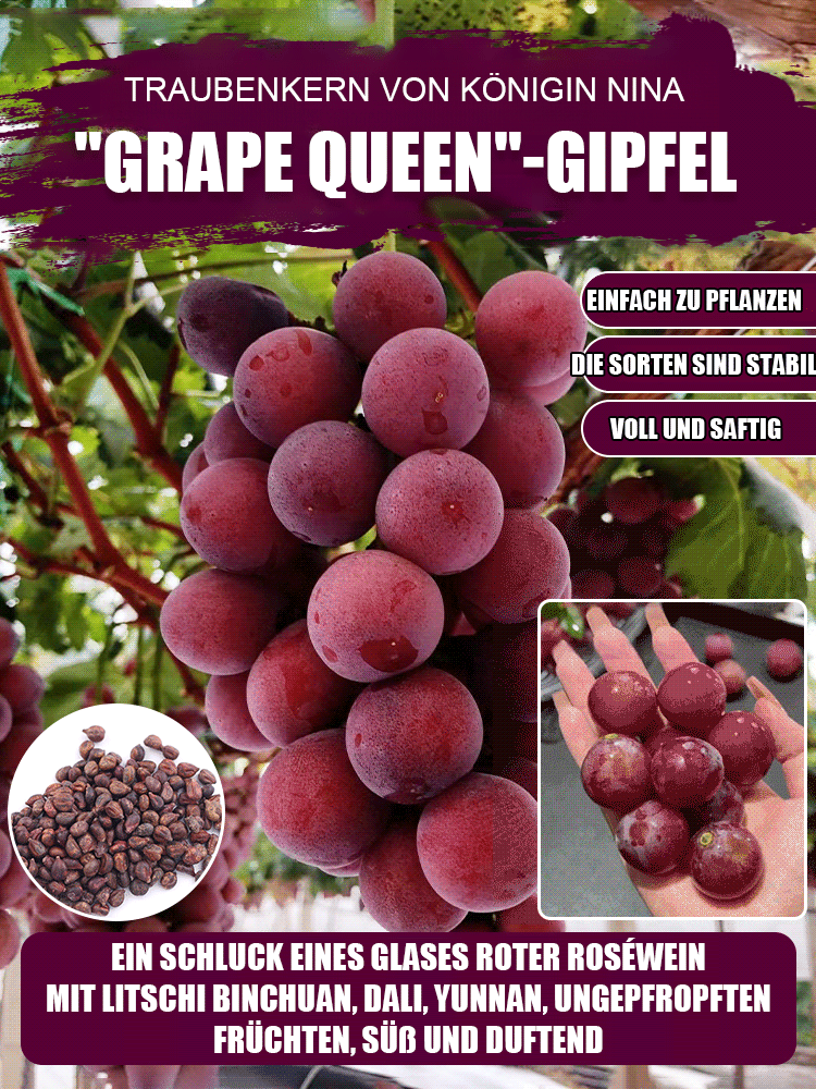 【Amerikanischer Importwein🍷】🍇Königin Nina Trauben🍇
