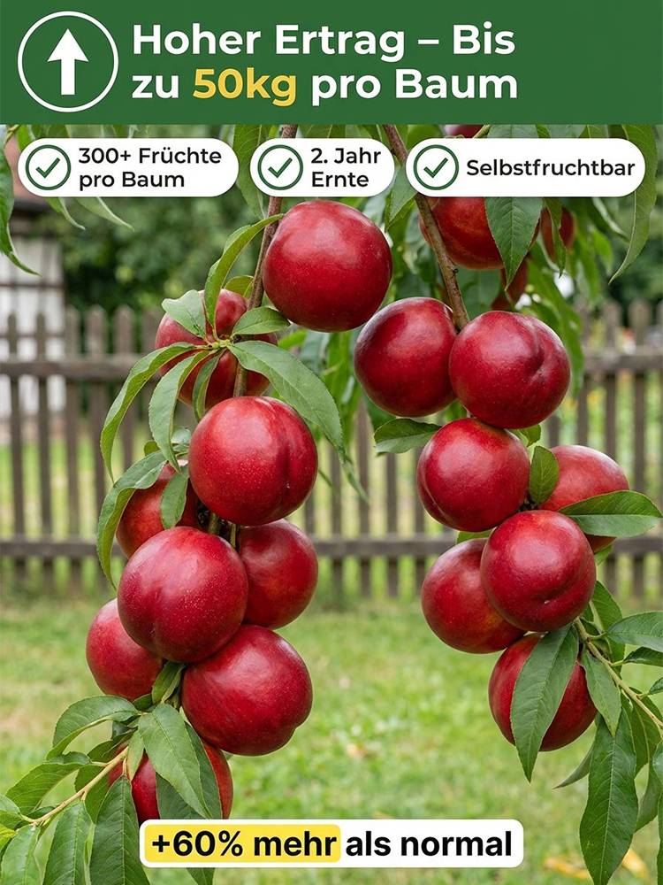 【Geisenheimer Elite-Züchtung】Riesen-Nektarinenbaum | Ernte noch in diesem Juli | Winterhart bis -35°C ✨Gratis Versand DE ✨