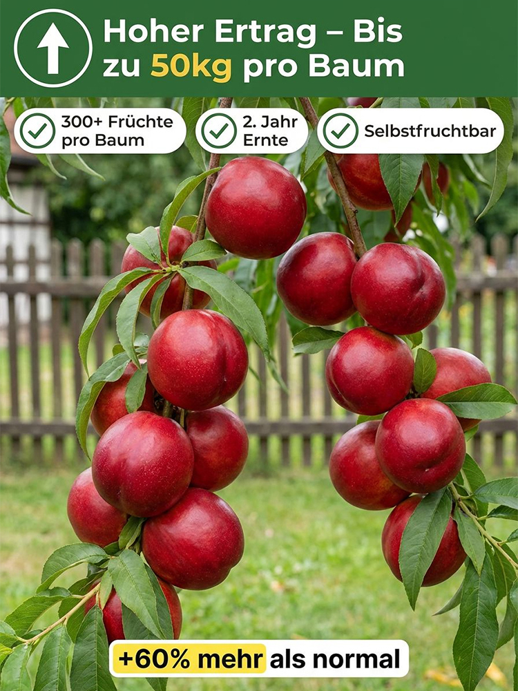 【Geisenheimer Elite-Züchtung】Riesen-Nektarinenbaum | Ernte noch in diesem Juli | Winterhart bis -35°C ✨Gratis Versand DE ✨