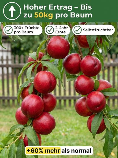 【Geisenheimer Elite-Züchtung】Riesen-Nektarinenbaum | Ernte noch in diesem Juli | Winterhart bis -35°C ✨Gratis Versand DE ✨