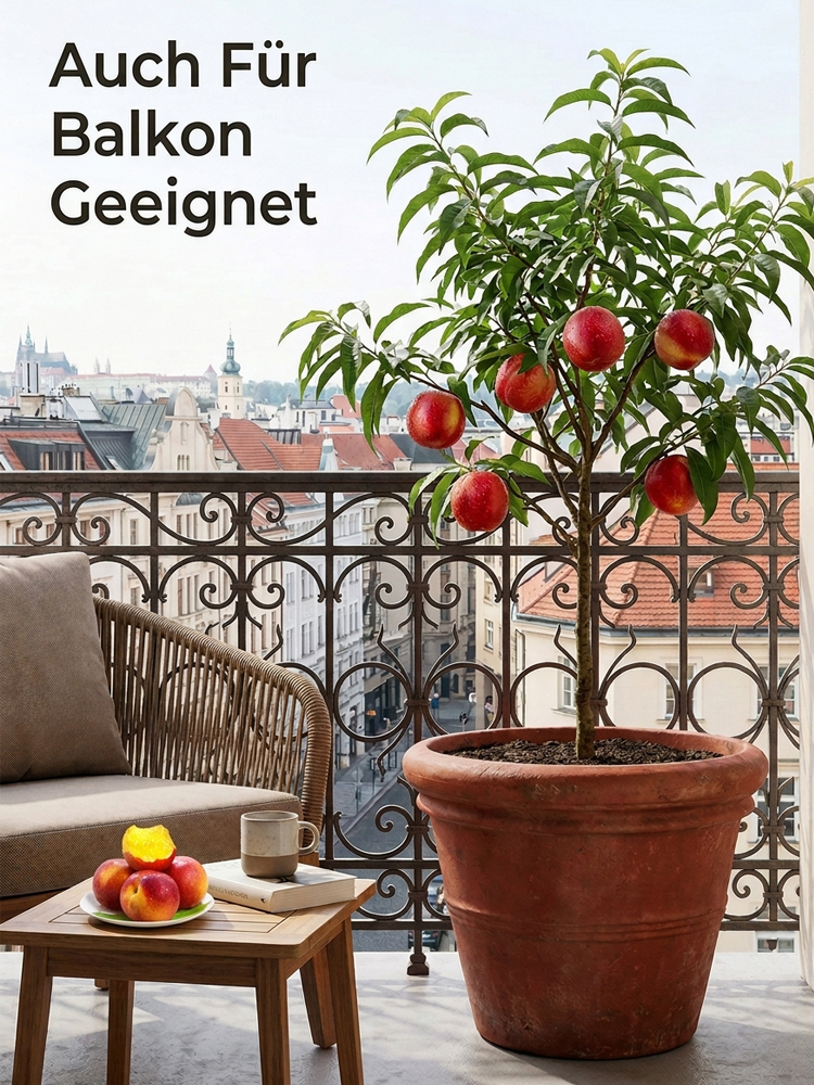 【Geisenheimer Elite-Züchtung】Riesen-Nektarinenbaum | Ernte noch in diesem Juli | Winterhart bis -35°C ✨Gratis Versand DE ✨