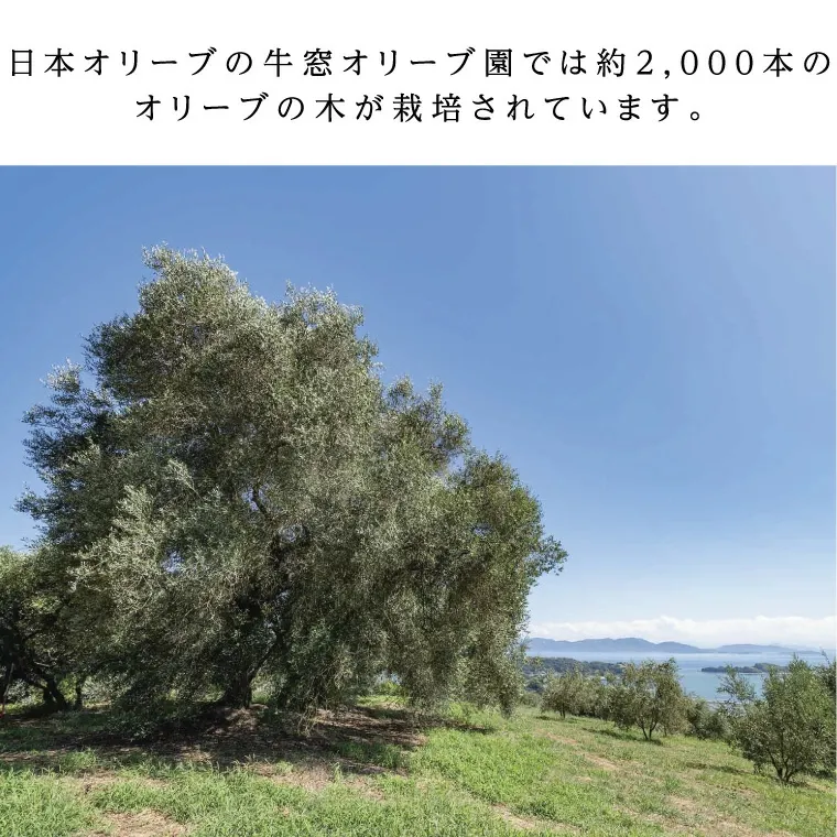 【ふるさと納税】オリーブオイル 有機栽培 エキストラバージン オリーブ オイル ブレンド 2本 セット オーガニック 調味料 油 オリーブ油 食用油 ギフト 　お届け：入金確認後、約2週間～1ヶ月でお届けします。