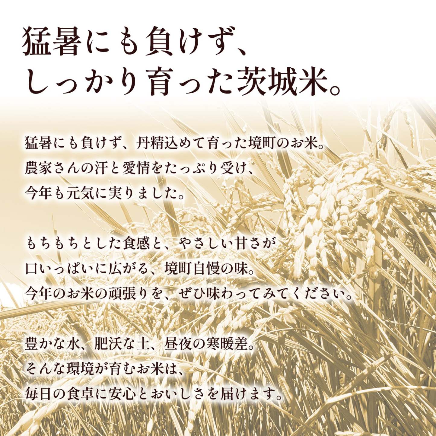 【ふるさと納税】米 定期便 ! 期間限定!! 寄附額改定!! ＜最短2日後発送＞or＜選べる配送時期＞【令和7年産】茨城県産 お米 2種 4種 食べくらべ 5kg 10kg 20kg 3kg 12kg 30kg 精米 小分け 即納 送料無料 コシヒカリ ランキング 1位 2025年産 ブランド米 3回 3ヶ月