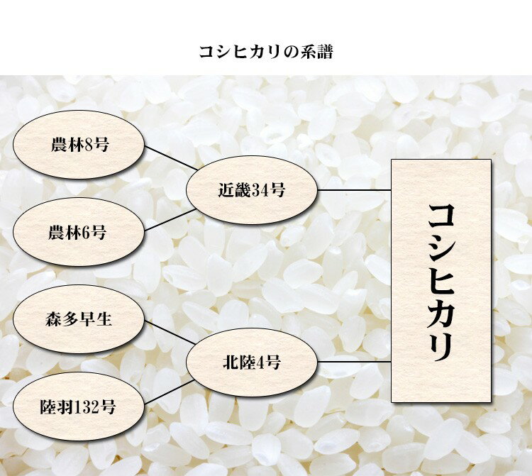 値引 割引 限定 特別 お得 米 白米 10kg 送料無料 コシヒカリ 5kg×2袋 福島県産 令和7年産 一等米 コシヒカリ お米 10キロ 安い あす楽 