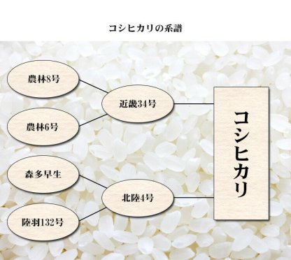 値引 割引 限定 特別 お得 米 白米 10kg 送料無料 コシヒカリ 5kg×2袋 福島県産 令和7年産 一等米 コシヒカリ お米 10キロ 安い あす楽 