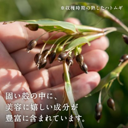 ＼レビュー高評価4.54／ 食べる ハトムギ (はと麦)スナックタイプ150g ショコラ仕立て75g