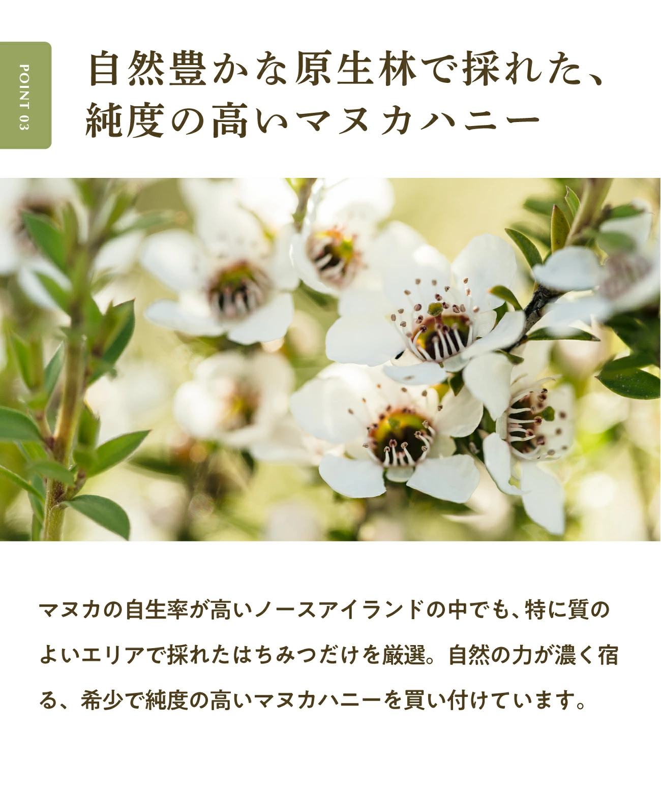 マヌカハニー UMF10+ 250g [MGO261+] はちみつ  ハニーマザー UMF協会認定 ニュージーランド 無添加 喉 痛み ケア 抗菌力 美容 非加熱 ダイエット 腸活 蜂蜜 100％ ；