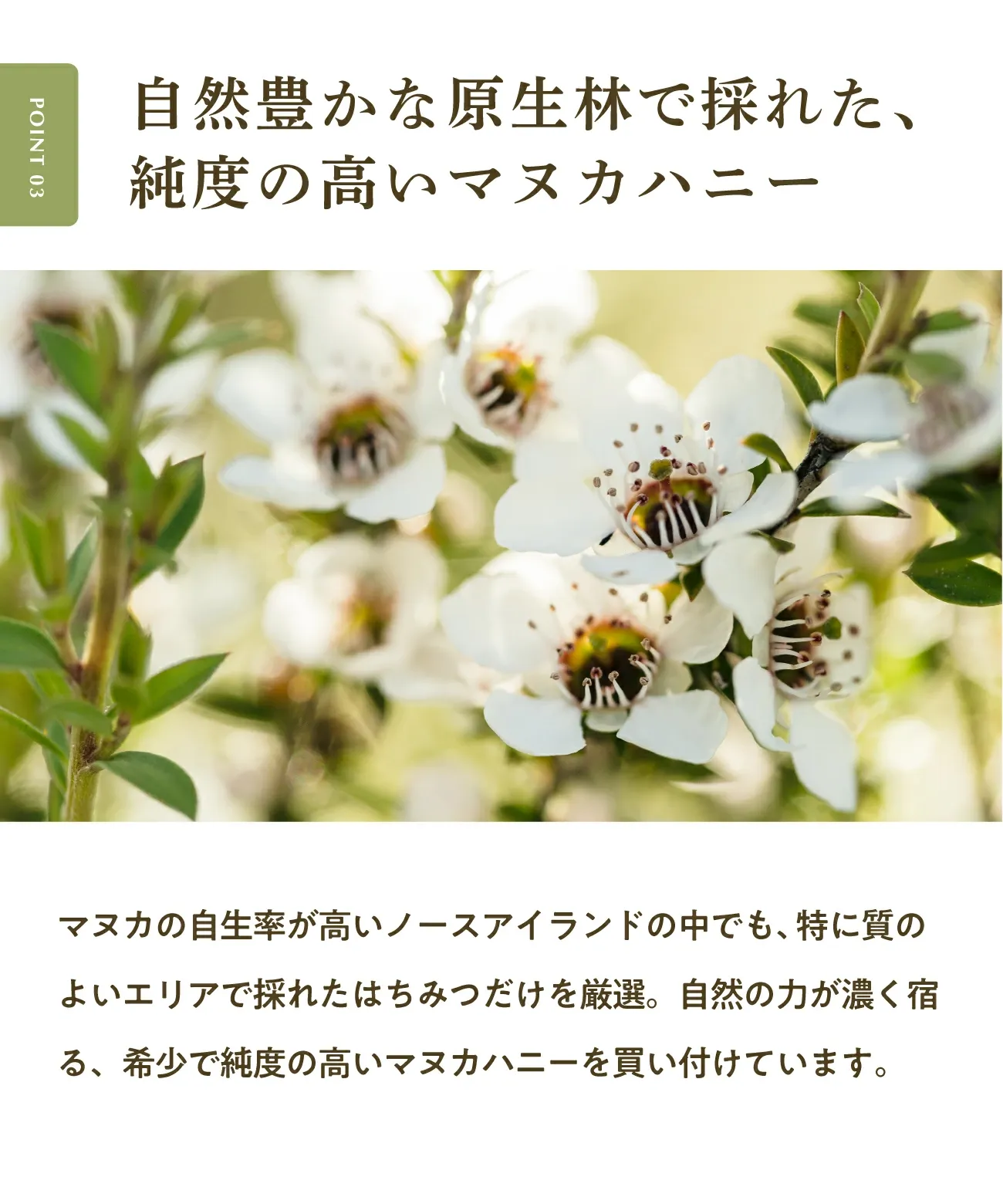 マヌカハニー UMF10+ 250g [MGO261+] はちみつ  ハニーマザー UMF協会認定 ニュージーランド 無添加 喉 痛み ケア 抗菌力 美容 非加熱 ダイエット 腸活 蜂蜜 100％ ；