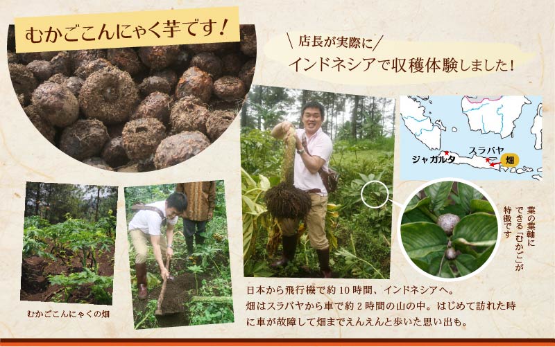 むかごこんにゃく 店長がインドネシアで収穫体験