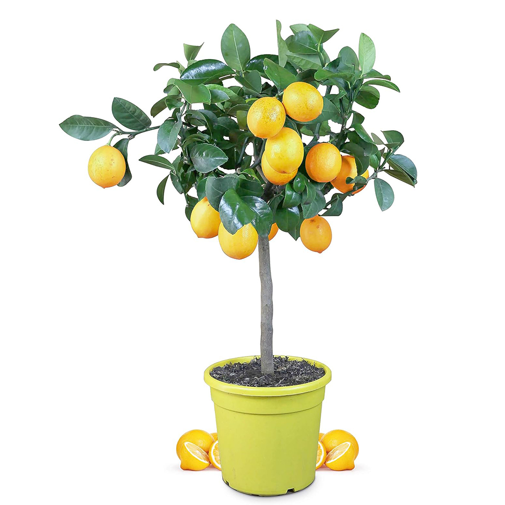 Meyer Lemon Tree