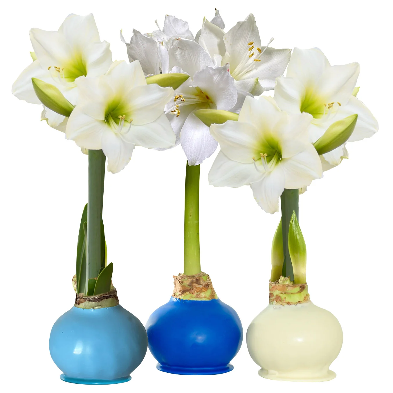 Bloomaker Waxed Amaryllis Bulbs, 3-count, Dark Blue, Light Blue and White (Winter), White Bloom