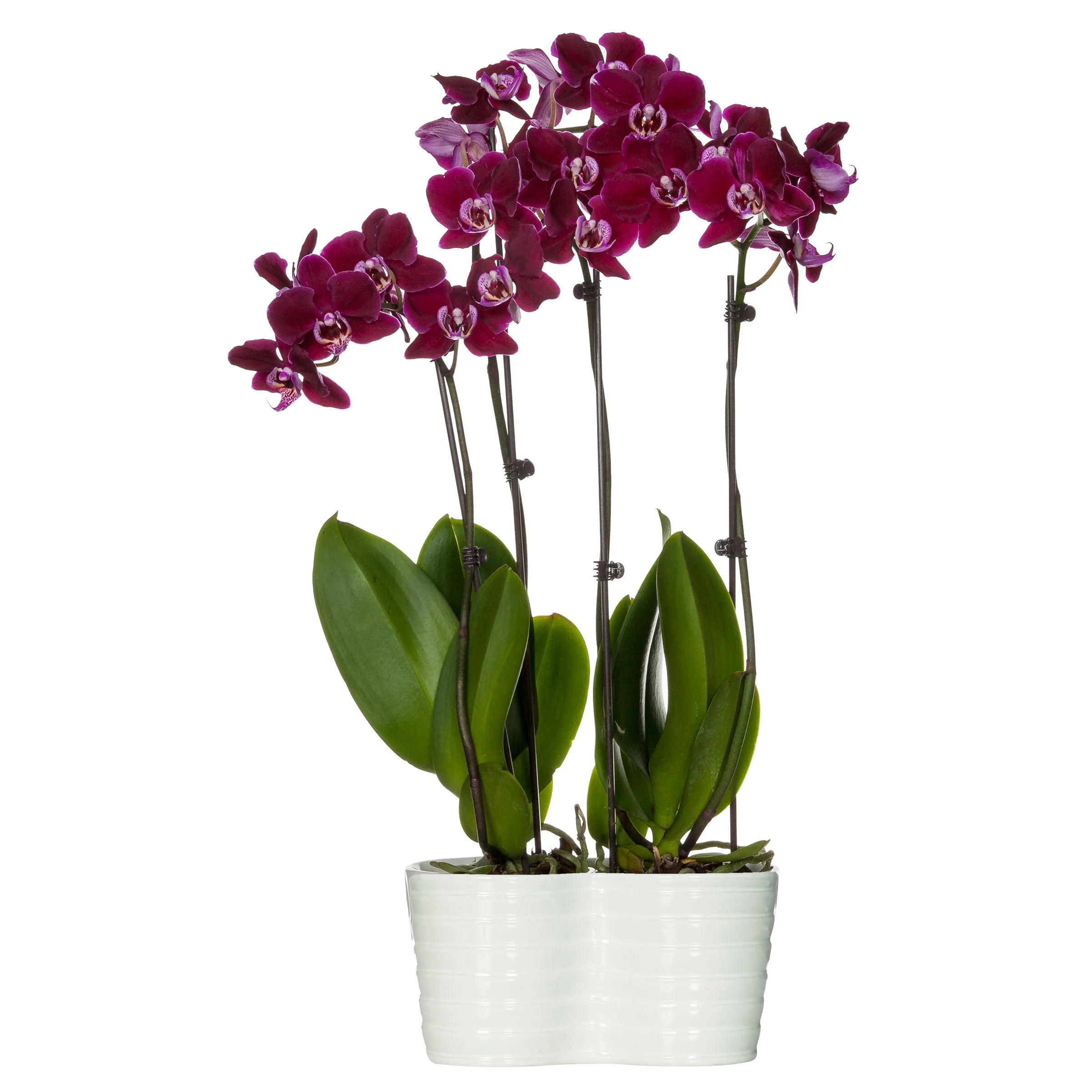  Online Only 10" Phalaenopsis Orchid Duo