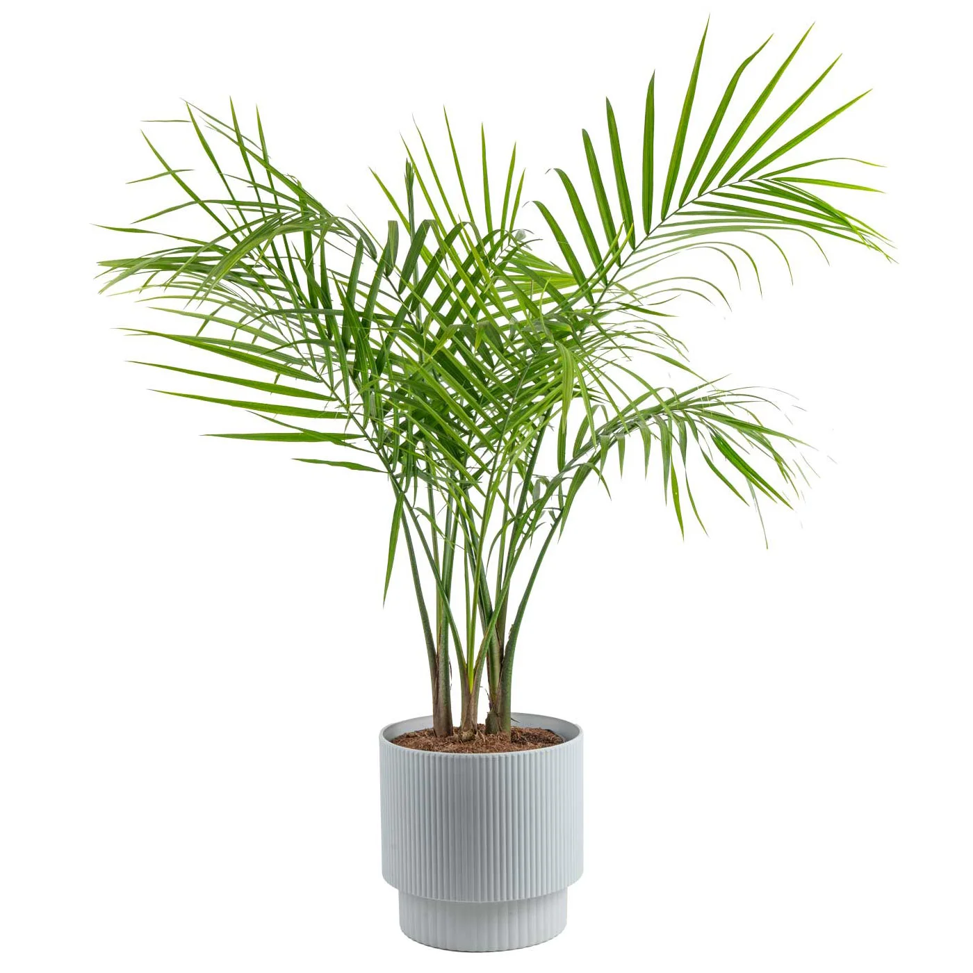 Costhtta Farms Majesty Palm Tree, Houseplant in Decor Planter