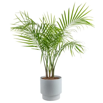 Costhtta Farms Majesty Palm Tree, Houseplant in Decor Planter
