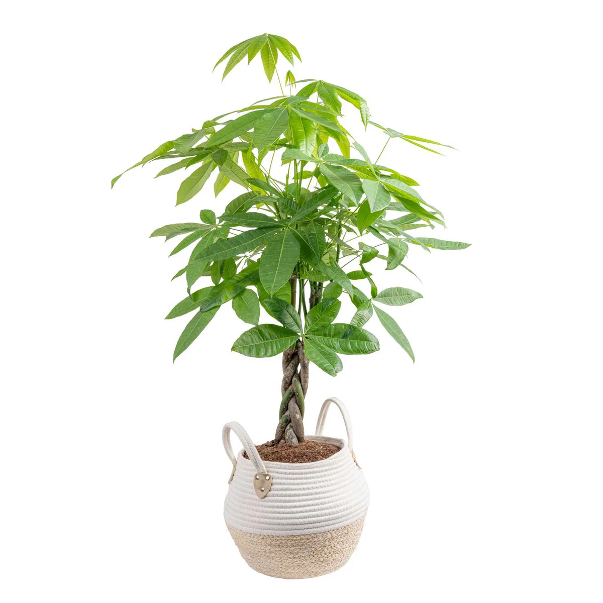Costhtta Farms Money Tree, Houseplant in Decor Basket