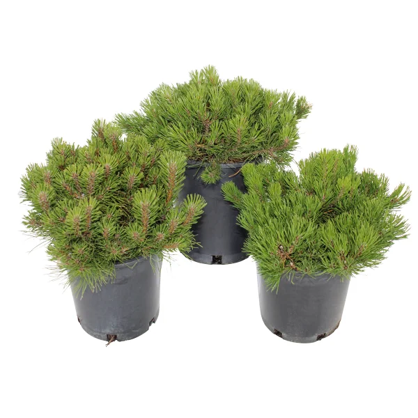 Mugo Pumilio Pine, 3-pack