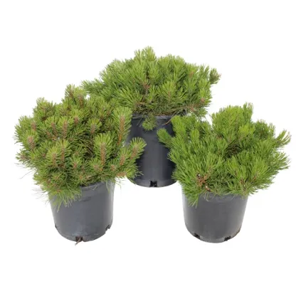 Mugo Pumilio Pine, 3-pack