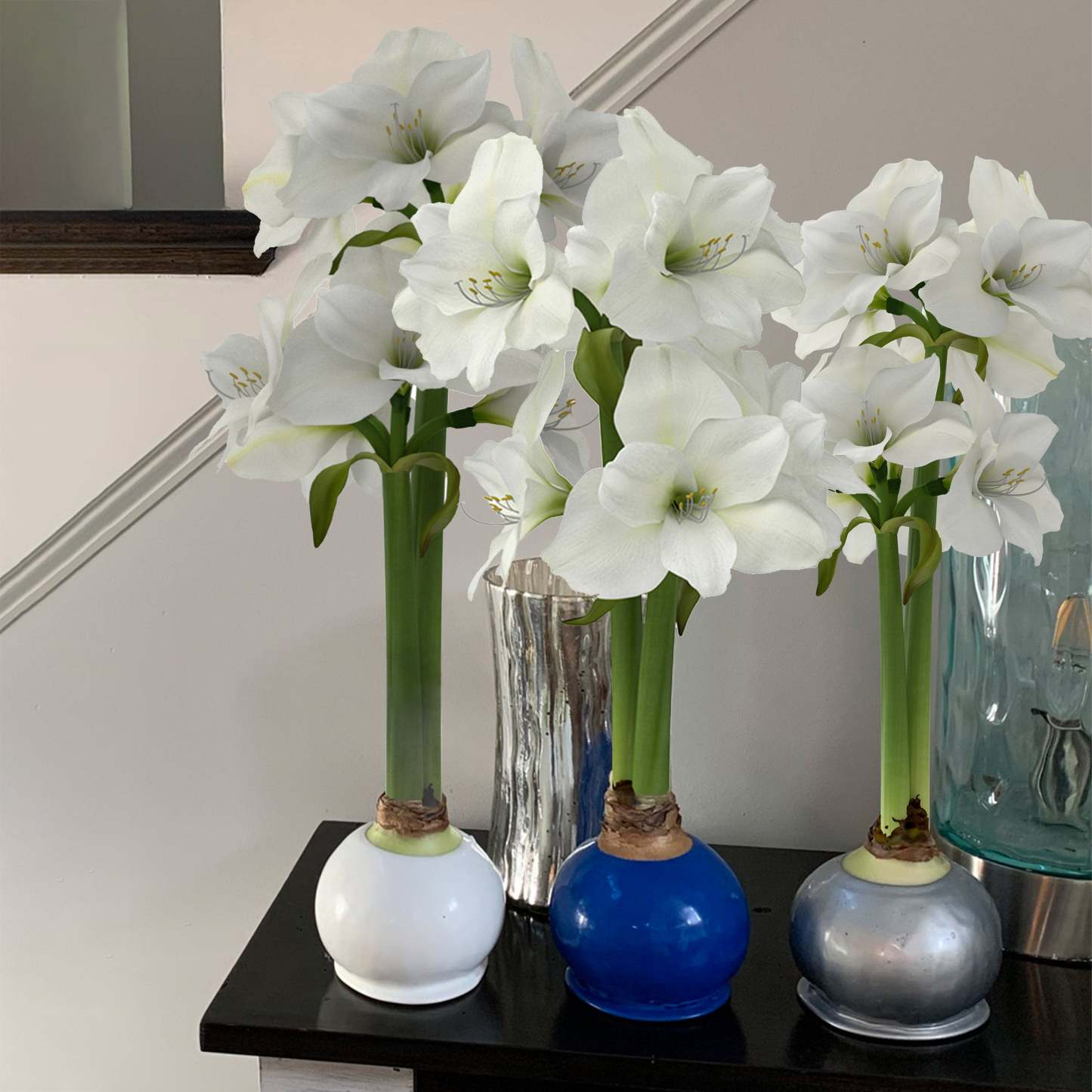 Bloomaker Waxed Amaryllis Bulbs, 3-count, Dark Blue, Light Blue and White (Winter), White Bloom