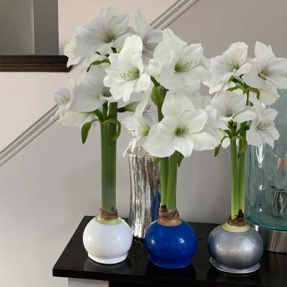 Bloomaker Waxed Amaryllis Bulbs, 3-count, Dark Blue, Light Blue and White (Winter), White Bloom