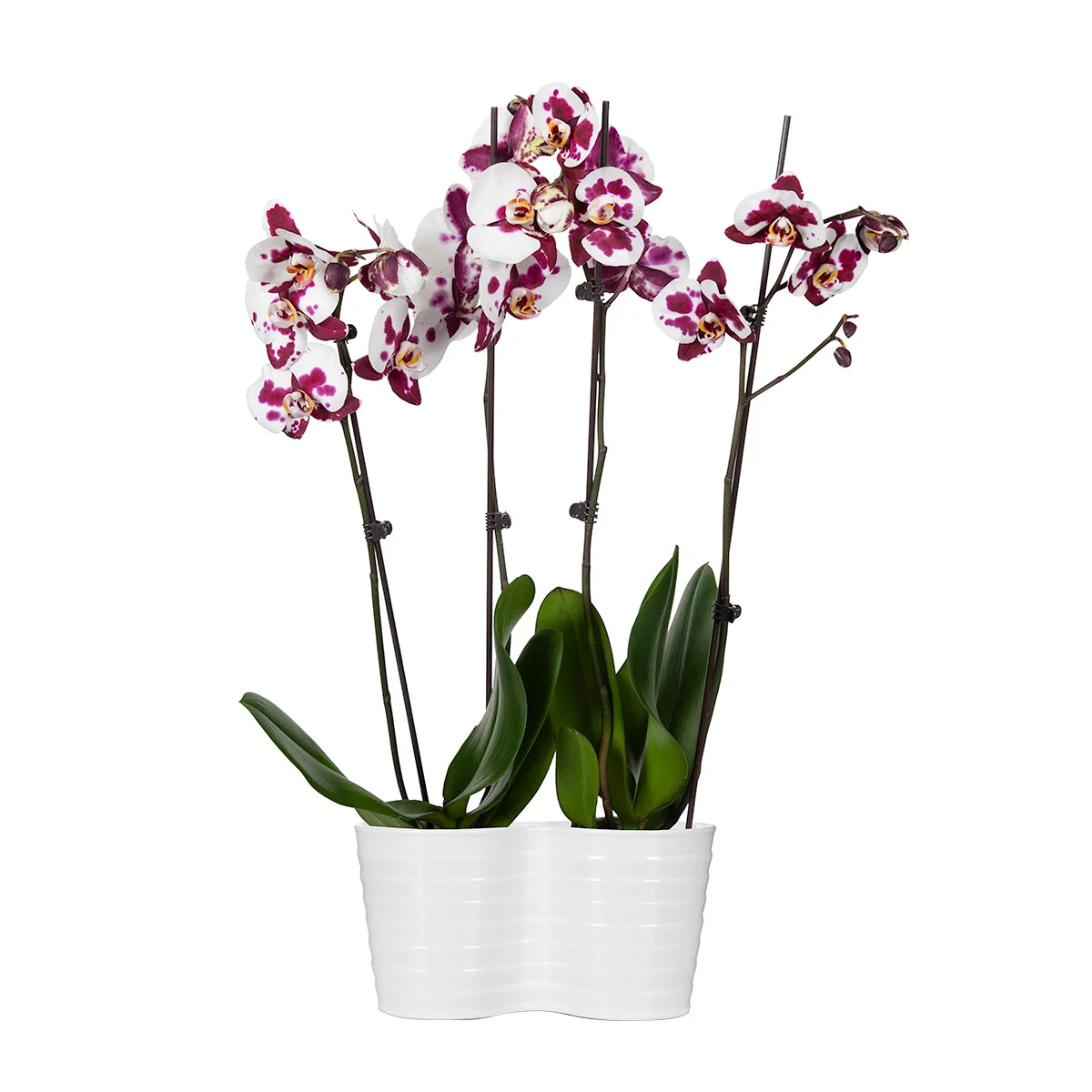  Online Only 10" Phalaenopsis Orchid Duo
