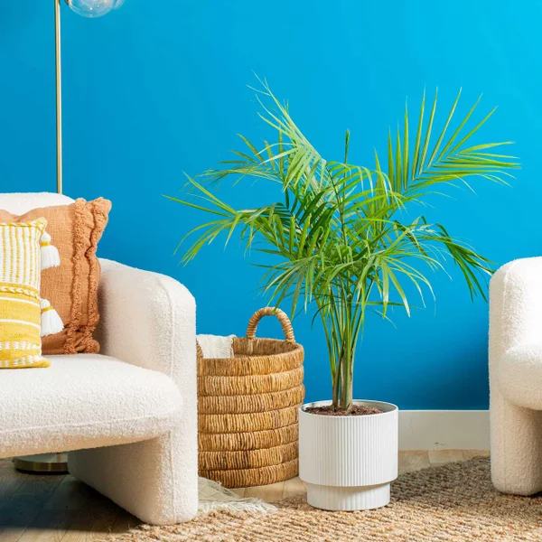 Costhtta Farms Majesty Palm Tree, Houseplant in Decor Planter