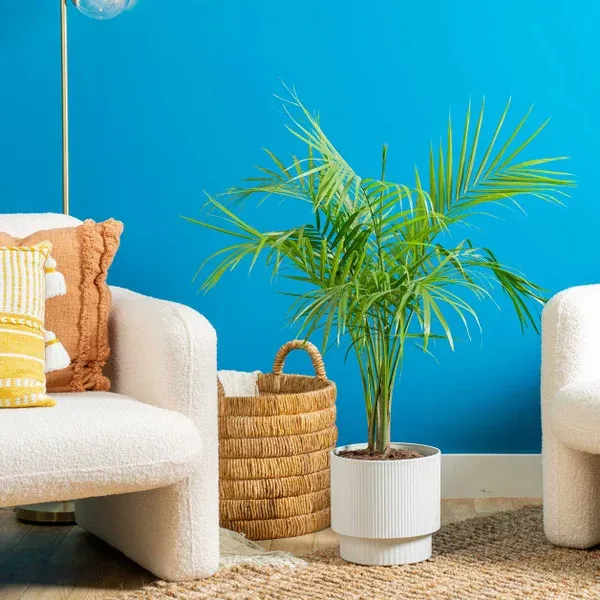 Costhtta Farms Majesty Palm Tree, Houseplant in Decor Planter