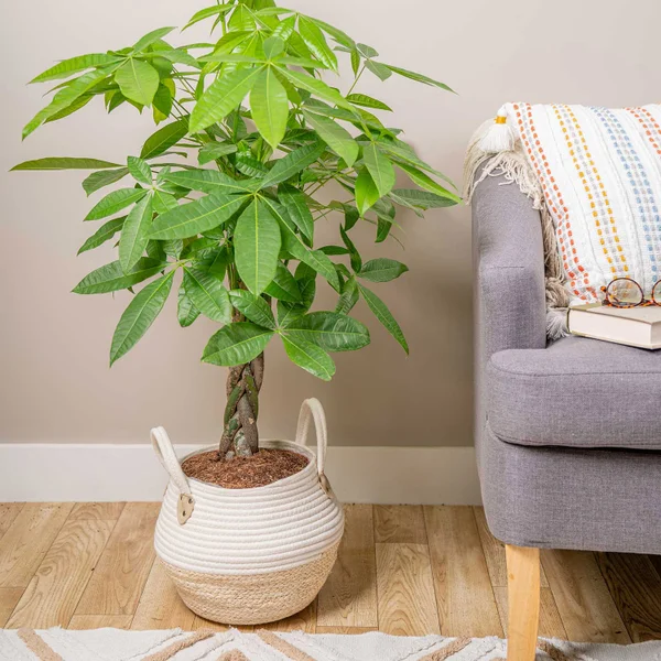 Costhtta Farms Money Tree, Houseplant in Decor Basket