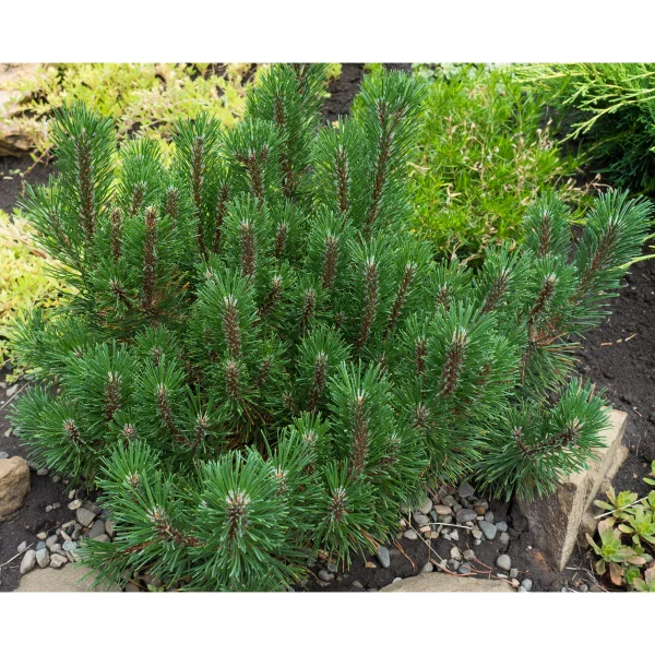Mugo Pumilio Pine, 3-pack