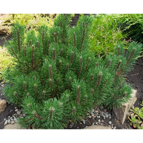Mugo Pumilio Pine, 3-pack