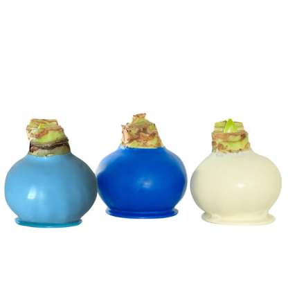 Bloomaker Waxed Amaryllis Bulbs, 3-count, Dark Blue, Light Blue and White (Winter), White Bloom