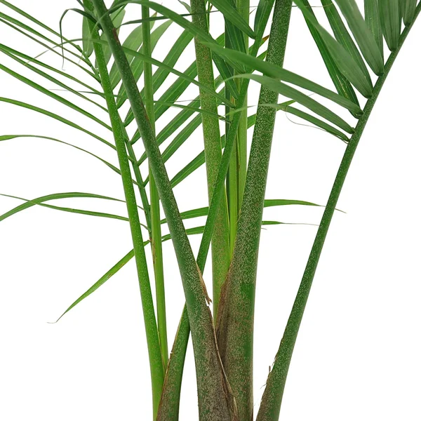 Costhtta Farms Majesty Palm Tree, Houseplant in Decor Planter