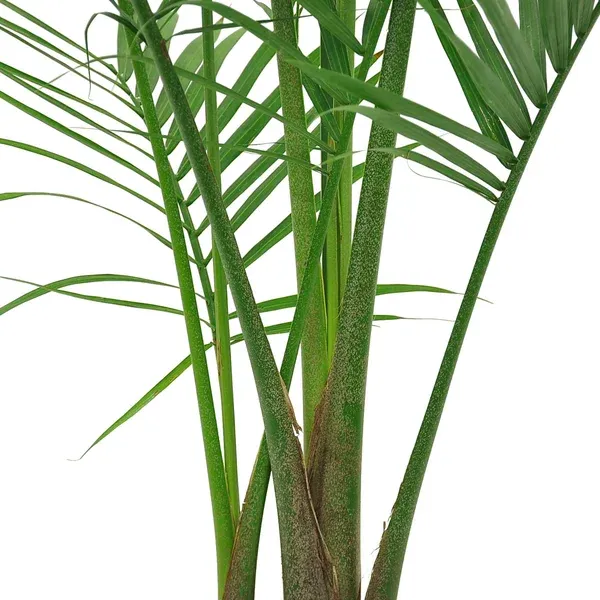 Costhtta Farms Majesty Palm Tree, Houseplant in Decor Planter